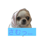 チワワのきょうだい（個別スタンプ：3）