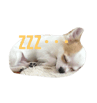 チワワのきょうだい（個別スタンプ：4）