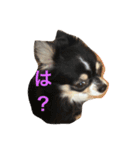 チワワのきょうだい（個別スタンプ：5）