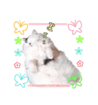 デブ猫のLOVE2（個別スタンプ：1）