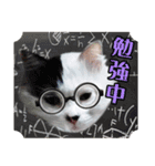 デブ猫のLOVE2（個別スタンプ：2）