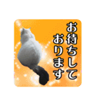 デブ猫のLOVE2（個別スタンプ：8）