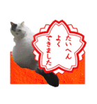 デブ猫のLOVE2（個別スタンプ：9）