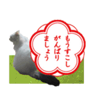 デブ猫のLOVE2（個別スタンプ：10）