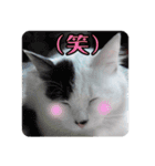 デブ猫のLOVE2（個別スタンプ：11）