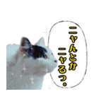 デブ猫のLOVE2（個別スタンプ：13）