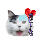 デブ猫のLOVE2（個別スタンプ：14）