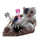 デブ猫のLOVE2（個別スタンプ：15）