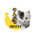 デブ猫のLOVE2（個別スタンプ：16）
