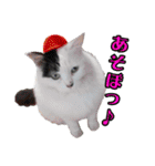 デブ猫のLOVE2（個別スタンプ：20）