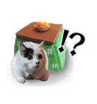デブ猫のLOVE2（個別スタンプ：21）