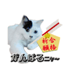デブ猫のLOVE2（個別スタンプ：22）