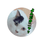 デブ猫のLOVE2（個別スタンプ：23）