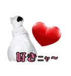 デブ猫のLOVE2（個別スタンプ：24）