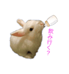 真っ白うさぎスタンプ！ 飲みたい気分編☆（個別スタンプ：1）