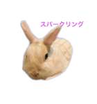 真っ白うさぎスタンプ！ 飲みたい気分編☆（個別スタンプ：7）
