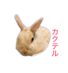 真っ白うさぎスタンプ！ 飲みたい気分編☆（個別スタンプ：12）