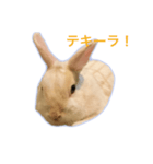 真っ白うさぎスタンプ！ 飲みたい気分編☆（個別スタンプ：13）