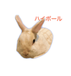 真っ白うさぎスタンプ！ 飲みたい気分編☆（個別スタンプ：16）