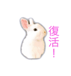 真っ白うさぎスタンプ！ 飲みたい気分編☆（個別スタンプ：24）
