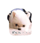 コッパーすたんぷ 4（個別スタンプ：1）