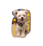 コッパーすたんぷ 4（個別スタンプ：3）