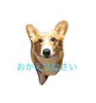 コタくん（個別スタンプ：1）
