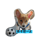 コタくん（個別スタンプ：3）