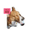 コタくん（個別スタンプ：5）