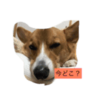 コタくん（個別スタンプ：10）