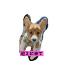 コタくん（個別スタンプ：11）