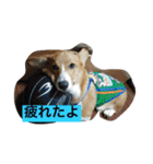 コタくん（個別スタンプ：14）