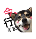 柴犬 くらま＆かぐら（個別スタンプ：6）