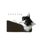 サンぺろ（個別スタンプ：3）