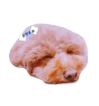 wannnn（個別スタンプ：6）