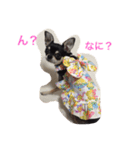 ブラタンチワワのりーちゃん（個別スタンプ：1）