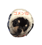 ブラタンチワワのりーちゃん（個別スタンプ：10）