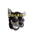 ブラタンチワワのりーちゃん（個別スタンプ：14）
