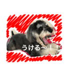 M.シュナあると（個別スタンプ：4）