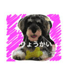 M.シュナあると（個別スタンプ：6）