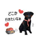 ねこのひなちゃんのお友達ココちゃんとまこ（個別スタンプ：1）