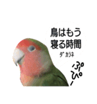ねこのひなちゃんのお友達ココちゃんとまこ（個別スタンプ：3）
