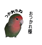 ねこのひなちゃんのお友達ココちゃんとまこ（個別スタンプ：12）