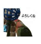 ねこのひなちゃんのお友達ココちゃんとまこ（個別スタンプ：14）