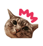 ねこのひなちゃんのお友達ココちゃんとまこ（個別スタンプ：16）