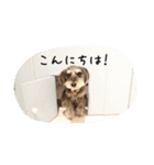 さくらバージョンスタンプ2（個別スタンプ：1）