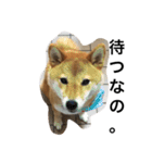 柴犬ナナの日常です！（個別スタンプ：1）