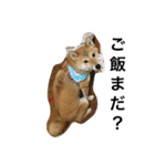 柴犬ナナの日常です！（個別スタンプ：2）
