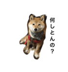 柴犬ナナの日常です！（個別スタンプ：3）