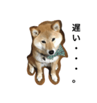 柴犬ナナの日常です！（個別スタンプ：4）